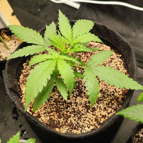 Amnésia Bubba  growlog timeline photo