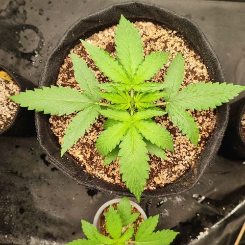 Amnésia Bubba  growlog timeline photo