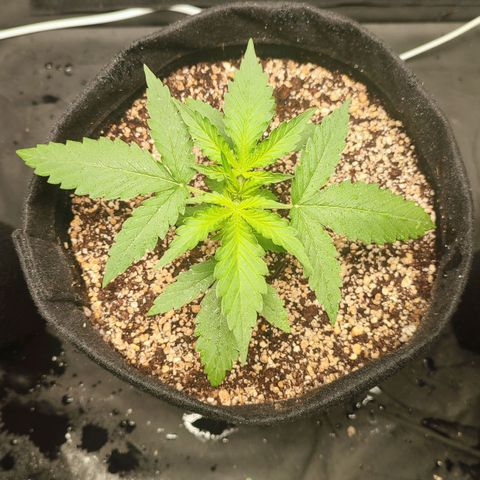 Amnésia Bubba  growlog timeline photo