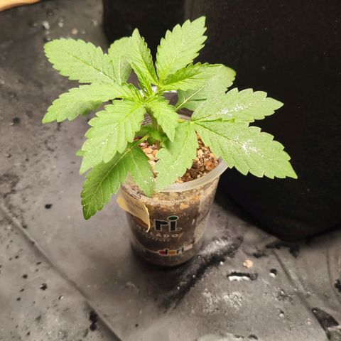 Sour Candy growlog timeline photo