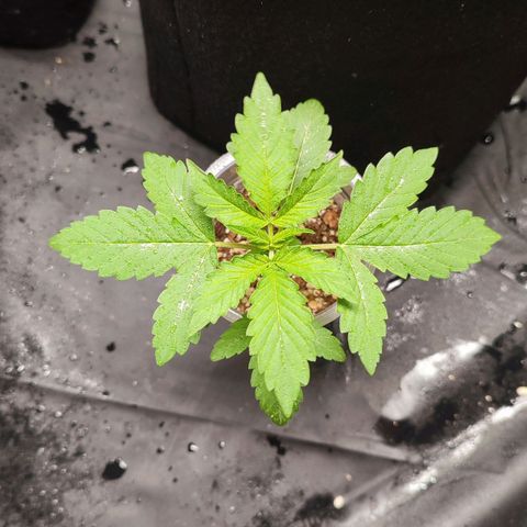 Sour Candy growlog timeline photo