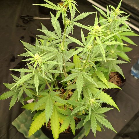 Amnésia Bubba  growlog timeline photo