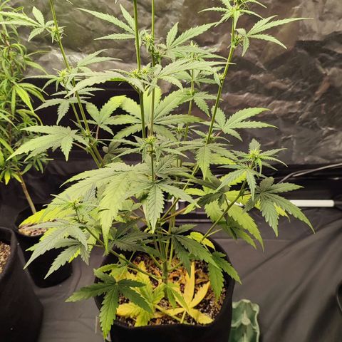 Amnésia Bubba  growlog timeline photo