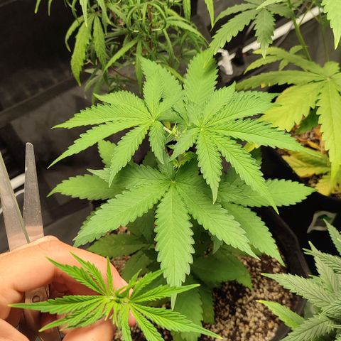 Sour Candy growlog timeline photo