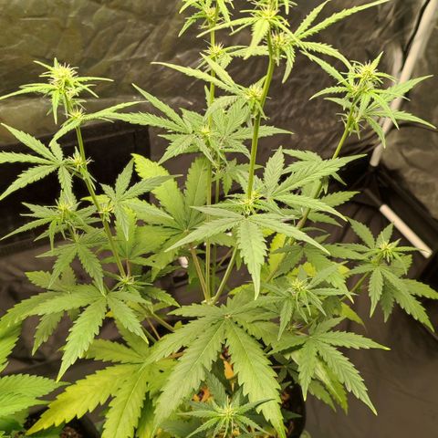 Amnésia Bubba  growlog timeline photo