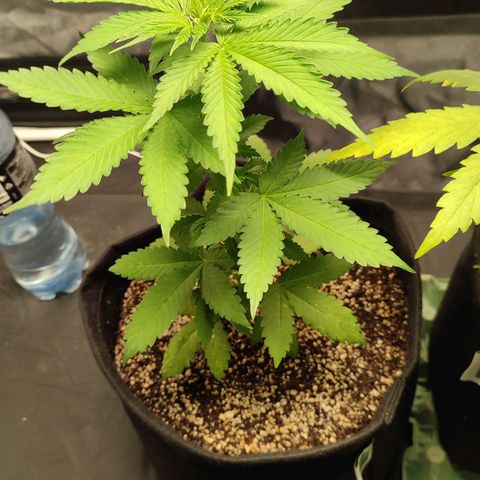Sour Candy growlog timeline photo