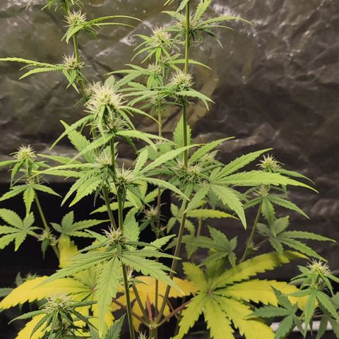 Amnésia Bubba  growlog timeline photo