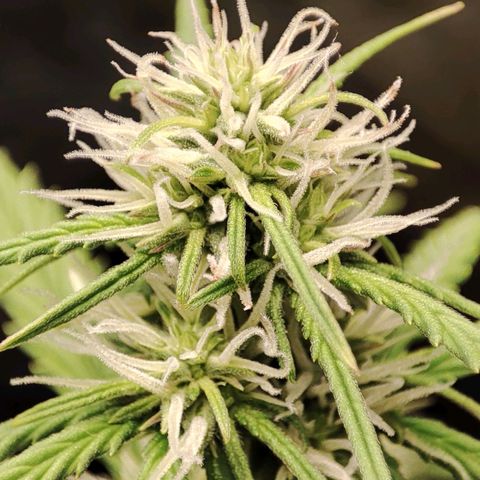 Amnésia Bubba  growlog timeline photo