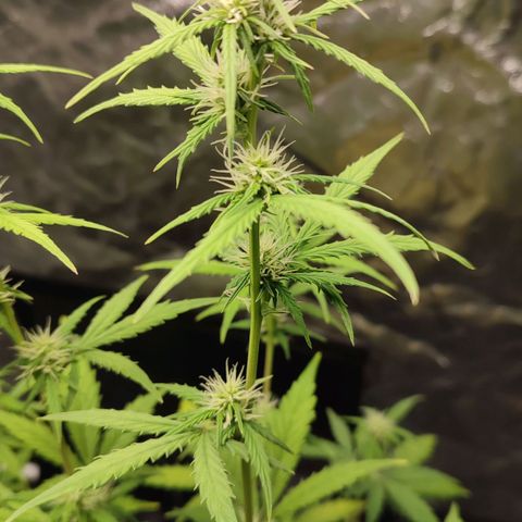 Amnésia Bubba  growlog timeline photo