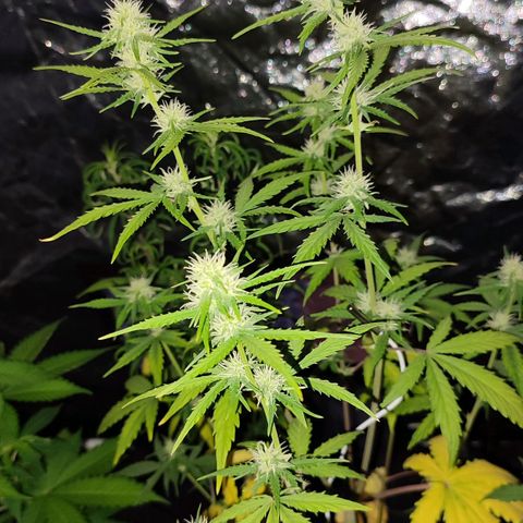Amnésia Bubba  growlog timeline photo