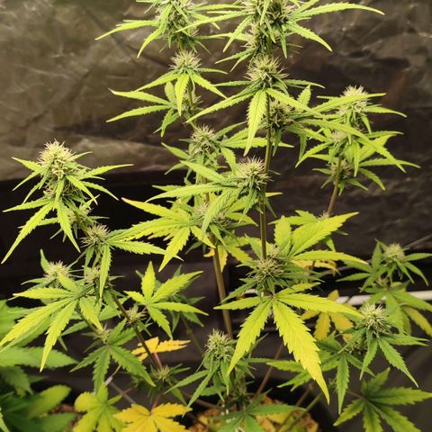 Amnésia Bubba  growlog timeline photo