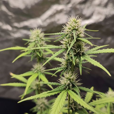 Amnésia Bubba  growlog timeline photo