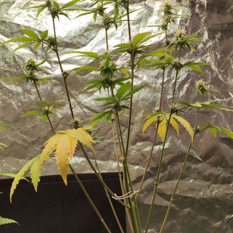 Amnésia Bubba  growlog timeline photo