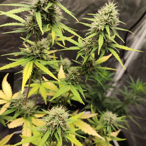 Amnésia Bubba  growlog timeline photo