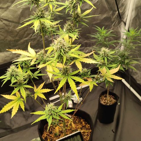 Amnésia Bubba  growlog timeline photo
