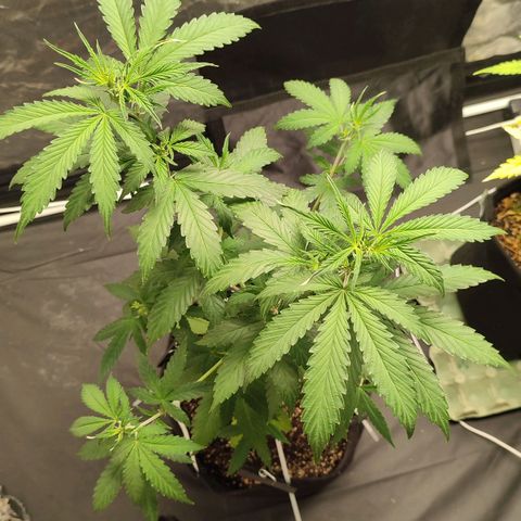 Sour Candy growlog timeline photo