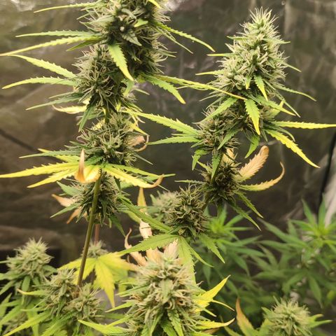 Amnésia Bubba  growlog timeline photo