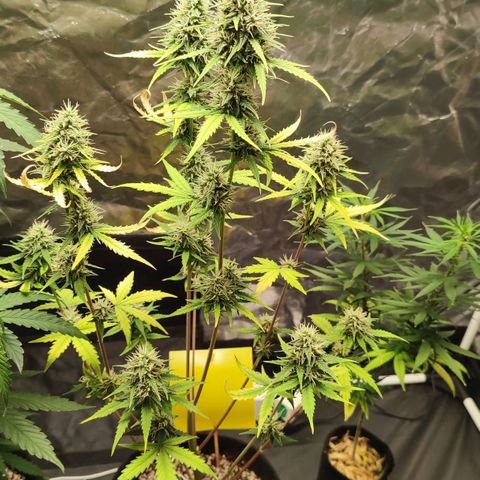 Amnésia Bubba  growlog timeline photo