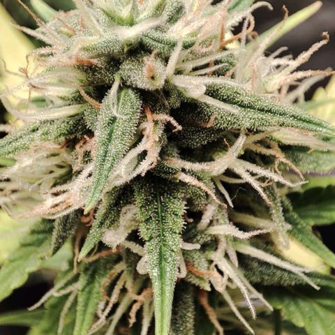 Amnésia Bubba  growlog timeline photo