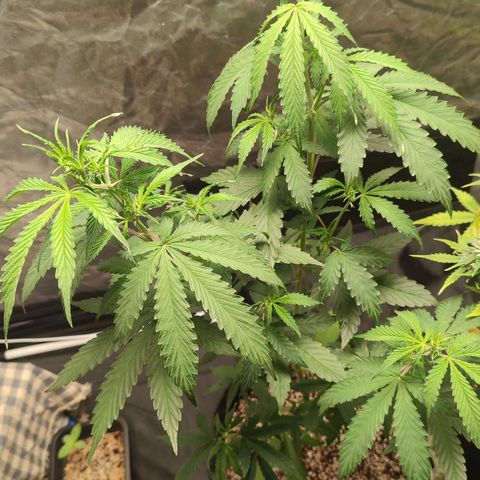 Sour Candy growlog timeline photo