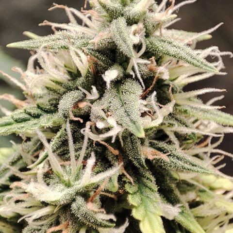 Amnésia Bubba  growlog timeline photo