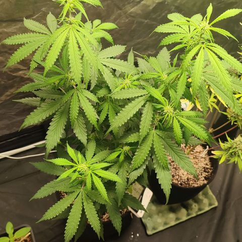 Sour Candy growlog timeline photo