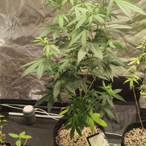 Sour Candy growlog timeline photo