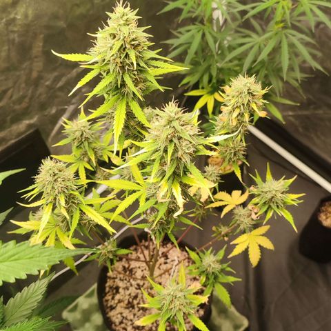 Amnésia Bubba  growlog timeline photo