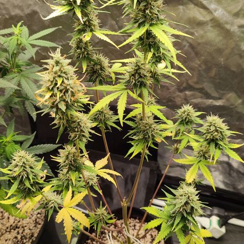 Amnésia Bubba  growlog timeline photo