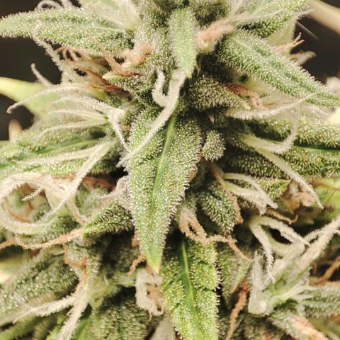 Amnésia Bubba  growlog timeline photo