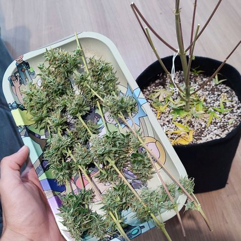 Amnésia Bubba  growlog timeline photo
