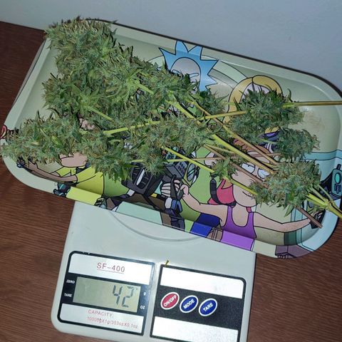 Amnésia Bubba  growlog timeline photo