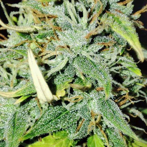 Amnésia Bubba  growlog timeline photo
