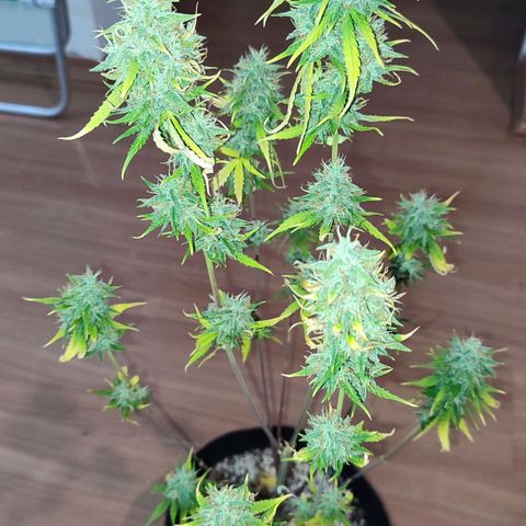 Amnésia Bubba  growlog timeline photo