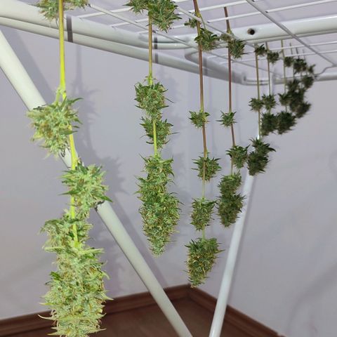 Amnésia Bubba  growlog timeline photo