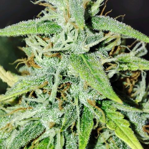 Amnésia Bubba  growlog timeline photo