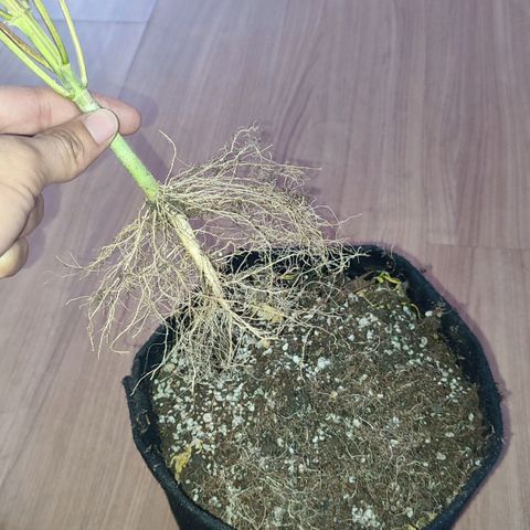 Amnésia Bubba  growlog timeline photo