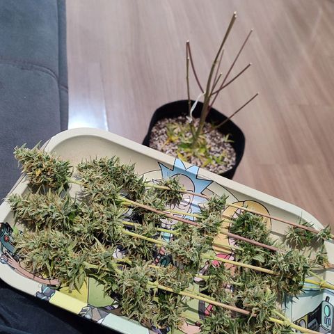 Amnésia Bubba  growlog timeline photo