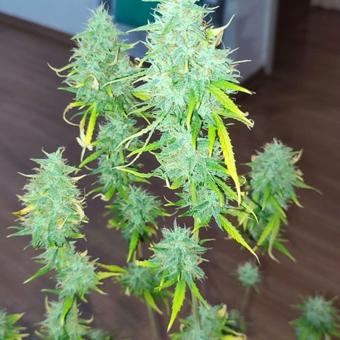Amnésia Bubba  growlog timeline photo