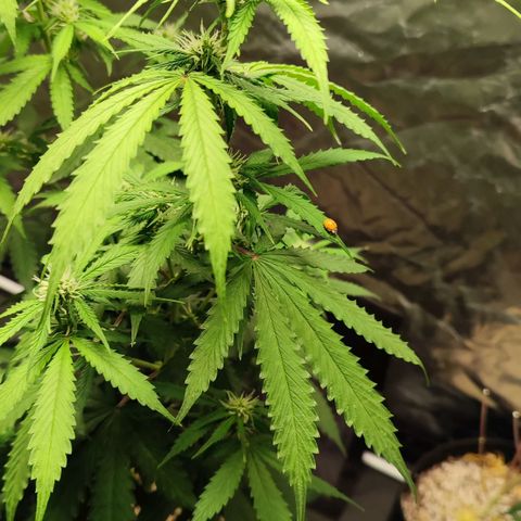 Sour Candy growlog timeline photo