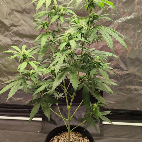 Sour Candy growlog timeline photo