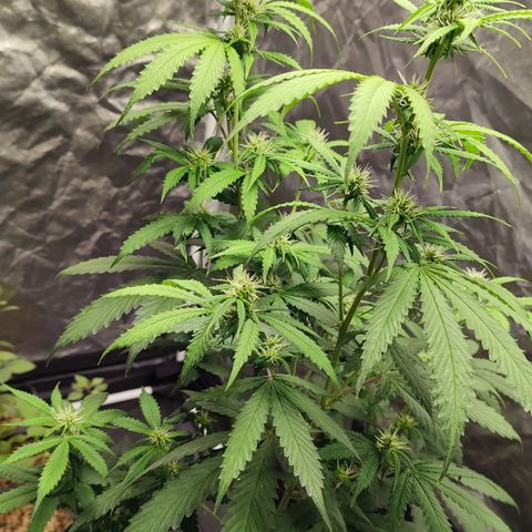 Sour Candy growlog timeline photo