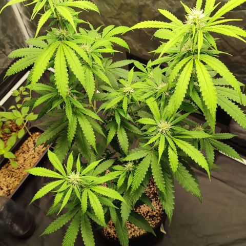 Sour Candy growlog timeline photo