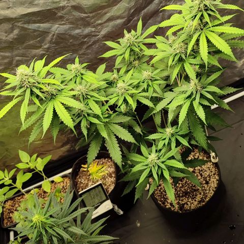 Sour Candy growlog timeline photo