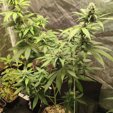 Sour Candy growlog timeline photo
