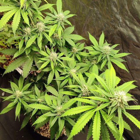 Sour Candy growlog timeline photo