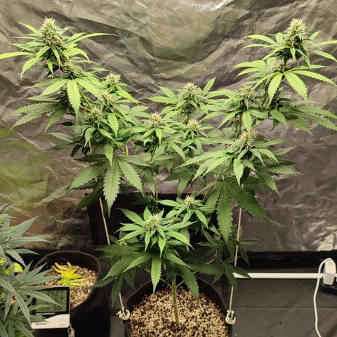 Sour Candy growlog timeline photo