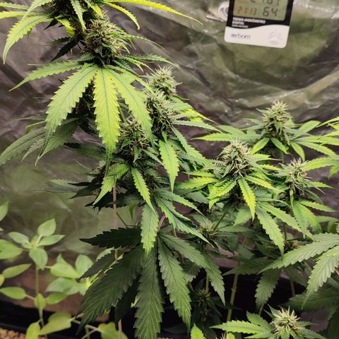 Sour Candy growlog timeline photo