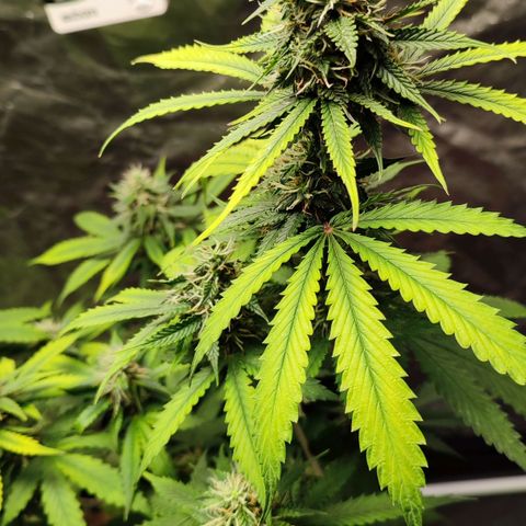 Sour Candy growlog timeline photo