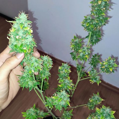 Sour Candy growlog timeline photo